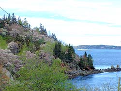 Pear blossoms in bloom at Chocolate Cove, Deer Island, N. B